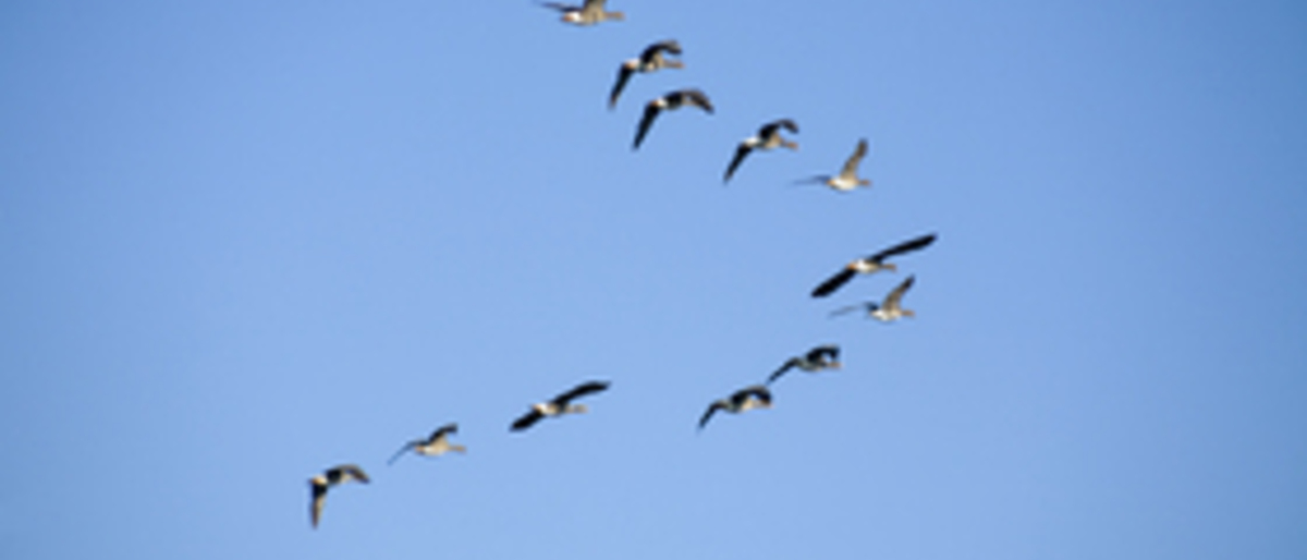 Kerndoelen Primair onderwijs